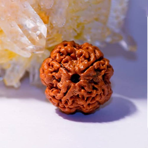 Rudraksha's