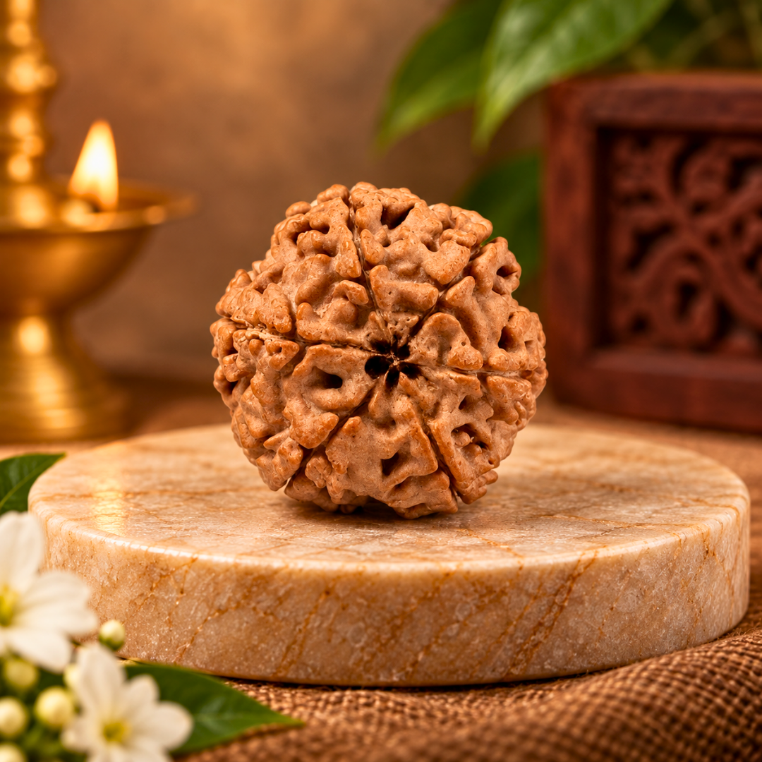6 Mukhi Original Nepal Rudraksha