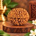 2 Mukhi Original Nepal Rudraksha