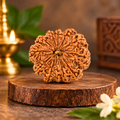 12 Mukhi Original Nepal Rudraksha