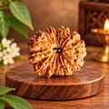 15 Mukhi Original Nepal Rudraksha